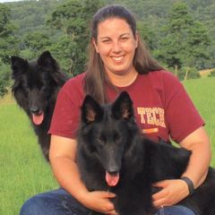 Belgian Sheepdogs from Wildmour Kennels