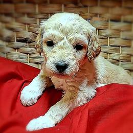 Cash - Apricot male Goldendoodle puppy in Hendersonville, Tennessee from Ben's Best Buddy Goldendoodles