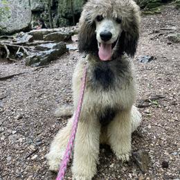Poodle All Grown Up from Arkansas River Poodles