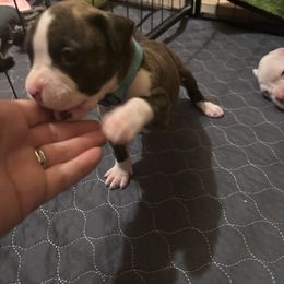 Teal - Brindle female Boxer puppy in Evington, Virginia from Boxer Tails