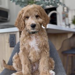 Green - Apricot male Goldendoodle puppy in St George, Utah from Doodle Bears of Southern Utah
