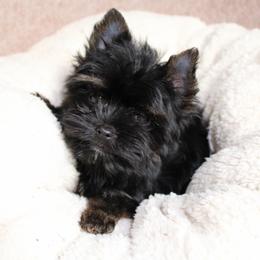 Yorkshire Terrier Puppies from Reed ridge kennels