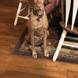 Vizsla puppies from Lone Pine Vizslas