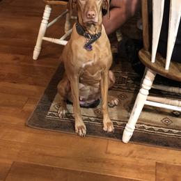 Vizsla puppies from Lone Pine Vizslas