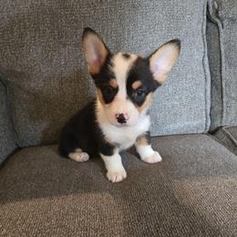 Sookie - Black and tan female Pembroke Welsh Corgi puppy in Chariton, Iowa from Kickin It Acres BCs