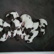 Kleine Munsterlander Puppies from Prairie State Kennel
