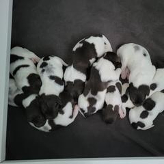 Kleine Munsterlander Puppies from Prairie State Kennel
