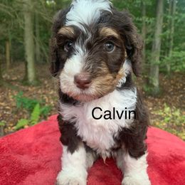 Calvin - Tri-color male Bernedoodle puppy in New Ringgold, Pennsylvania from Hawk Mountain Doodles