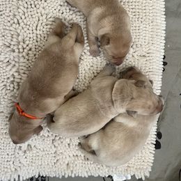 Golden Retriever and Labrador Retriever Puppies from The Golden Leash Kennels
