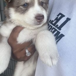 Bingo - Brown and white female Siberian Husky puppy in Wildomar, California from Orange Family Huskies