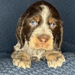 BLACK - Tri-Roan male English Springer Spaniel puppy in Billings, Montana from M&M Fuzzy Bottom Friends