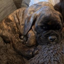 Boxer Puppies from Sergeant's Boxers