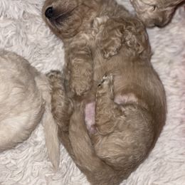 Goldendoodle Puppies from Doodle Paradise