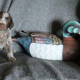 Blue - Brown and gray male Wirehaired Pointing Griffon puppy in Afton, Wisconsin from Daehler's Wirehaired Pointing Griffons