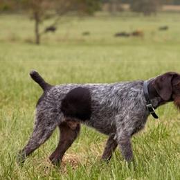 German Wirehaired Pointers and Pudelpointers from Ripsnorter Kennels