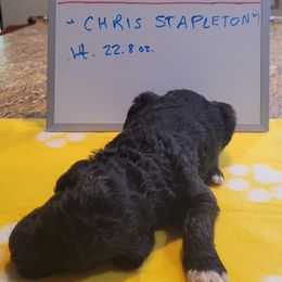 Poodle Puppies from P.I. STANDARD POODLES