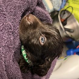 Kelly - Liver male Boykin Spaniel puppy in Stapleton, Alabama from Taensas Boykins