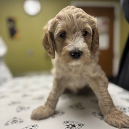 Green Collar Boy - Cream male Australian Labradoodle puppy in Hagerstown, Maryland from Westfields Labradoodles