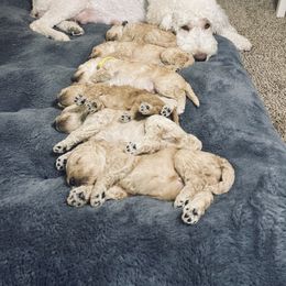 Bernedoodle and Labradoodle Puppies from Royal Doodles