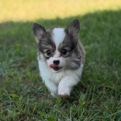Honeysuckle - Red female Pembroke Welsh Corgi puppy in Fairchild, Wisconsin from Reigning Corgis