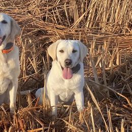 Labrador Retrievers from Paws-itive Puppy Dog Training