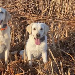Labrador Retrievers from Paws-itive Puppy Dog Training