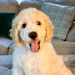 Vespa - Parti female Goldendoodle puppy in Dayton, Ohio from Perks Court Doodles