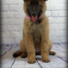 Belgian Tervuren Puppies from Kanna Belgian Tervuren