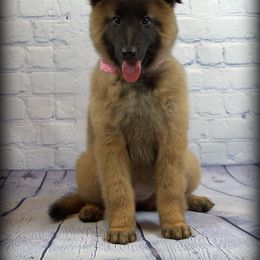 Belgian Tervuren Puppies from Kanna Belgian Tervuren