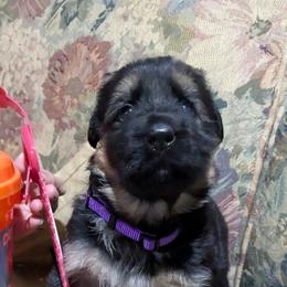 German Shepherd Puppies from McLaughlin German Shepherds
