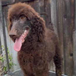 Nova - Brown female Poodle puppy in Corona, California from Garden Of Poodles
