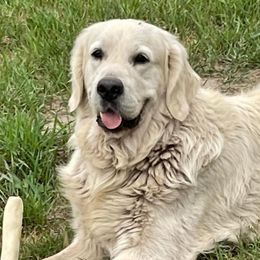 Ryder - Light golden male Golden Retriever puppy in Fisher, Illinois from Aslan's Pride of Fidei Family Farms