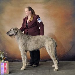 Lochlann - Irish Wolfhound
