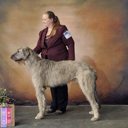 Lochlann - Irish Wolfhound
