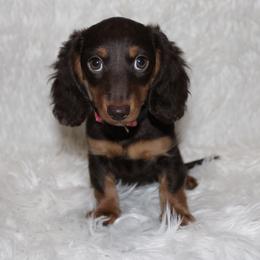 Isla Mae - Chocolate and tan female Dachshund puppy in Lily, Kentucky from Little Acres Miniature Dachshunds