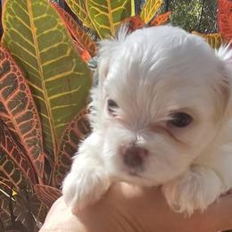 Maltese from Vegas Maltese