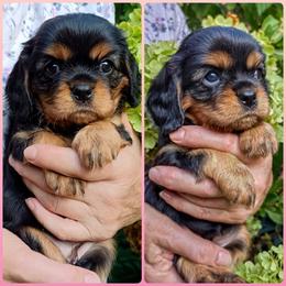 Cavalier King Charles Spaniel Puppies from 7 Bridges Cavaliers