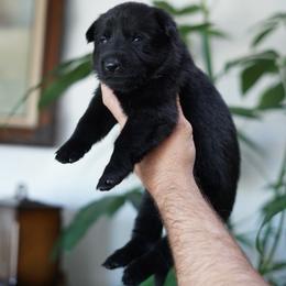 Dax - Black male German Shepherd puppy in Coarsegold, California from Yosemite Shepherds