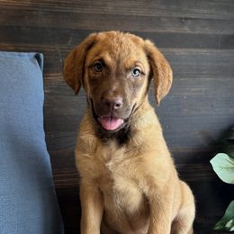 Hot Tamale - Sedge female Chesapeake Bay Retriever puppy in Ulen, Minnesota from North Wind Gundogs