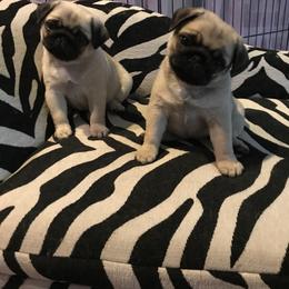 Pug Puppies from Pickwick Pugs