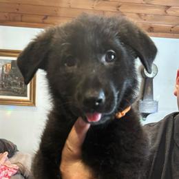 Girl 2 - Black female German Shepherd puppy in Londonderry, New Hampshire from Rusak Shepherds / Wiley Hill Shepherds