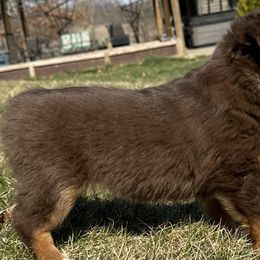 Miniature Australian Shepherds and Toy Australian Shepherds from J Bar M Toy and Mini Aussies
