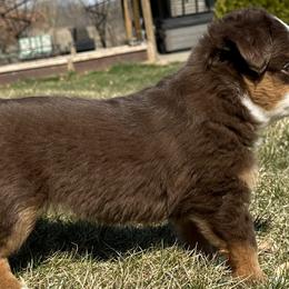 Miniature Australian Shepherds and Toy Australian Shepherds from J Bar M Toy and Mini Aussies