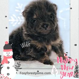 Wolf - Blue male Pomeranian puppy in Eatonville, Washington from Foxy Forest Poms