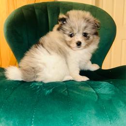 Chowder - Blue merle male Pomeranian puppy in Buck Valley, Pennsylvania from Buck Valley Pomeranians
