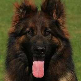 Erna - German Shepherd