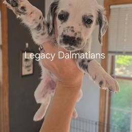 Wave - White and black male Dalmatian puppy in Janesville, Wisconsin from Legacy Dalmatians