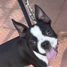 Boston Terrier puppies from Mat Bee Boston Terriers