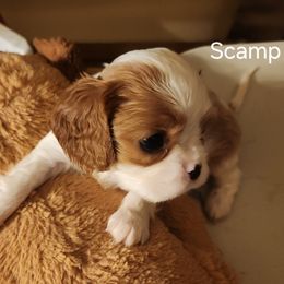 Cavalier King Charles Spaniel Puppies from Angelic Cavaliers