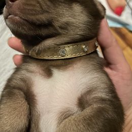 Pomsky Puppies from Urban Sky Kennel